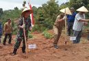 Dandim 0625 Pangandaran Hadiri Launching Ketahanan Pangan Penanaman Jagung Di Langkaplancar