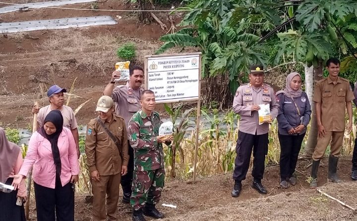 Pelaksanaan Kegitan Dukung Program Ketahanan Pangan Polsek Kalipucang Tanam Jagung Serentak